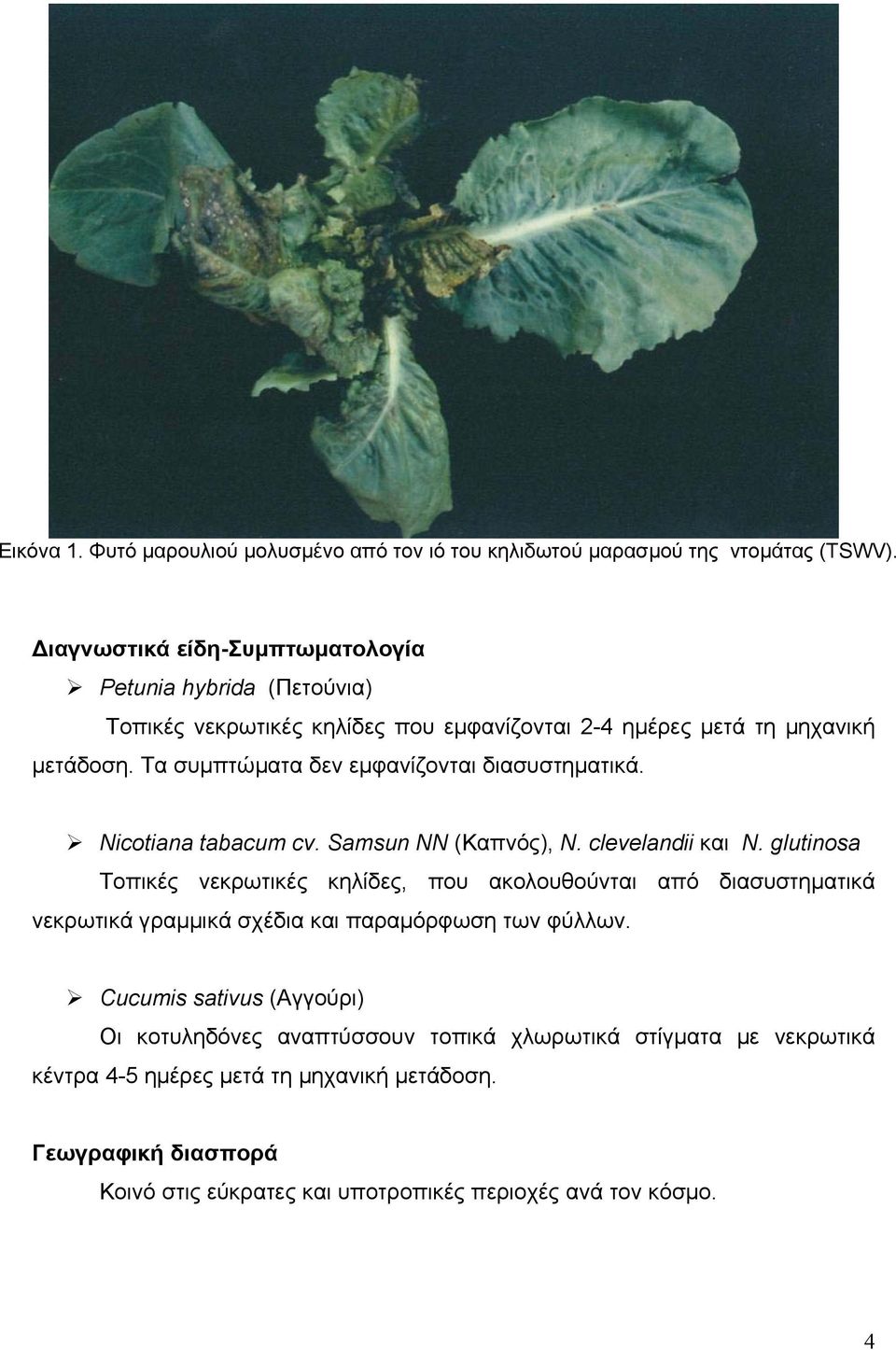 Τα συµπτώµατα δεν εµφανίζονται διασυστηµατικά. Nicotiana tabacum cv. Samsun NN (Καπνός), N. clevelandii και N.