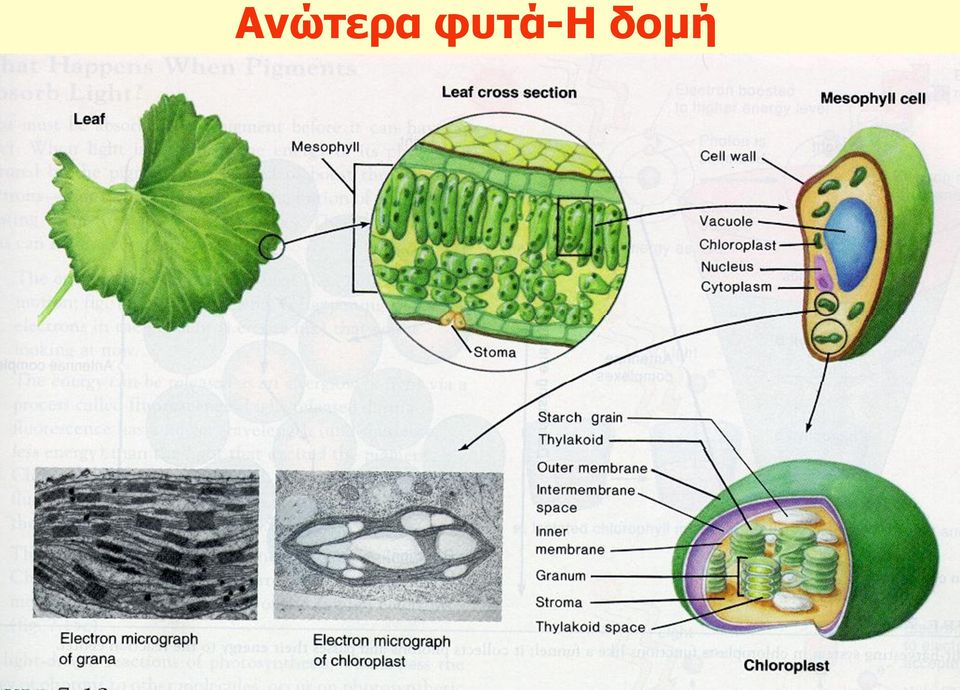 δομή