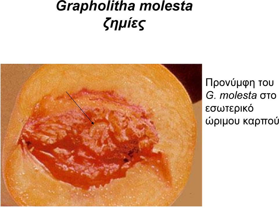 G. molesta στο