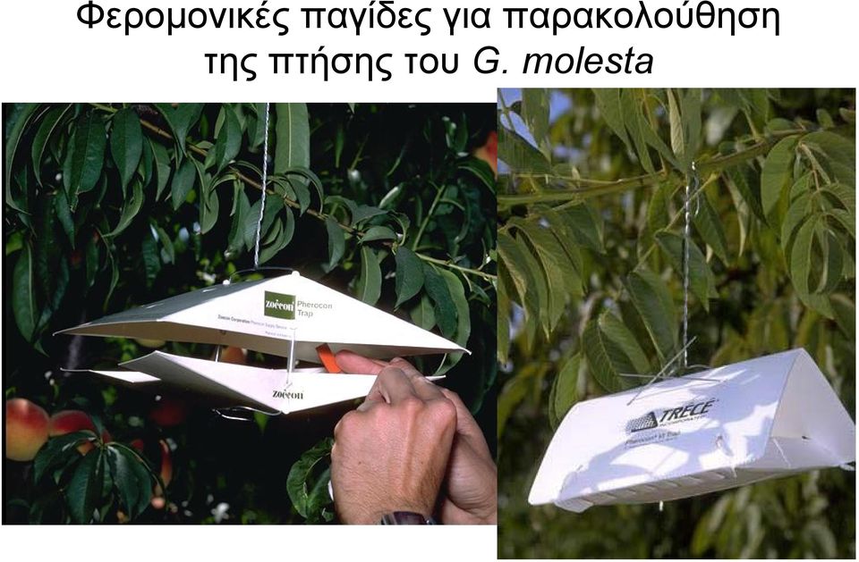 παρακολούθηση