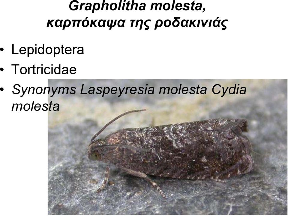 Lepidoptera Tortricidae