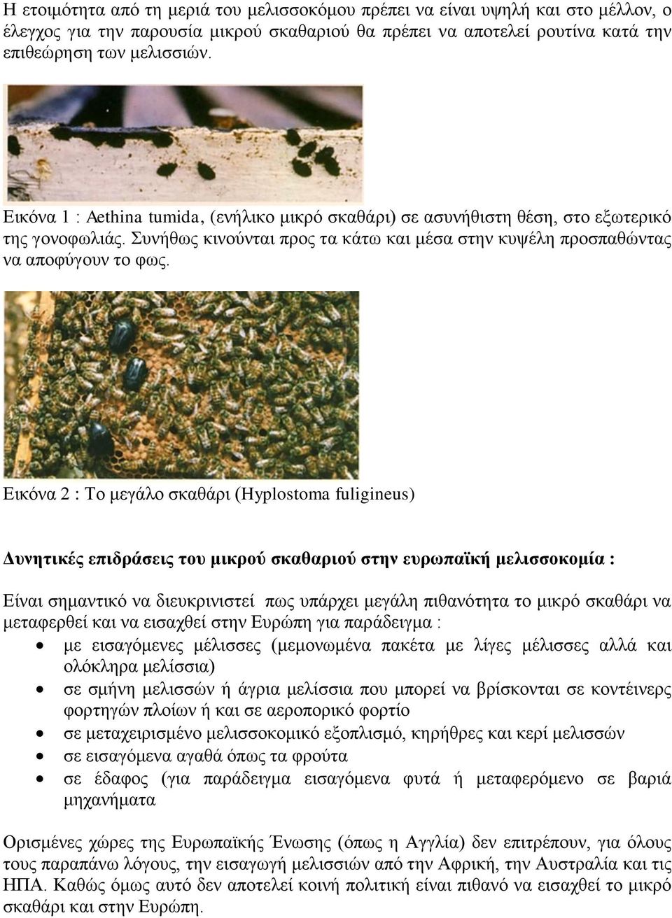 Δηθόλα 2 : Τν κεγάιν ζθαζάξη (Hyplostoma fuligineus) Δσνηηικές επιδράζεις ηοσ μικρού ζκαθαριού ζηην εσρωπαϊκή μελιζζοκομία : Δίλαη ζεκαληηθό λα δηεπθξηληζηεί πσο ππάξρεη κεγάιε πηζαλόηεηα ην κηθξό