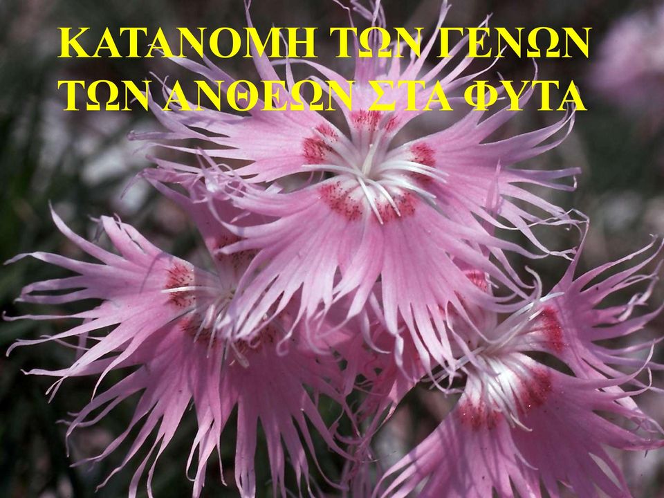 ΣΧΝ