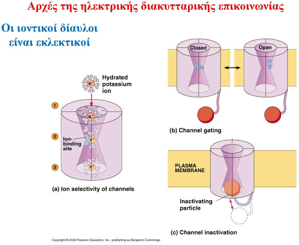 δίαυλοι