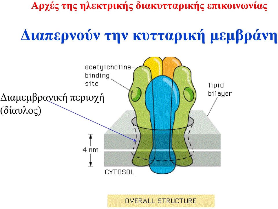 μεμβράνη