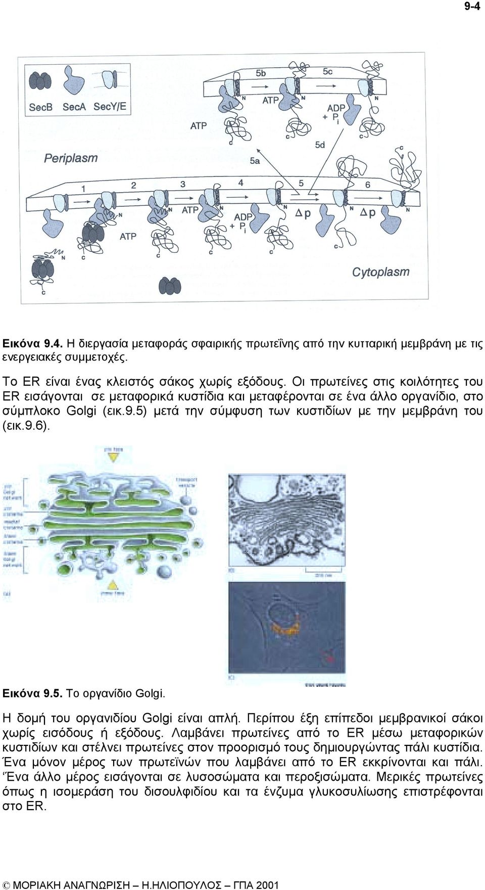 Εικόνα 9.5. Το οργανίδιο Golgi. Η δοµή του οργανιδίου Golgi είναι απλή. Περίπου έξη επίπεδοι µεµβρανικοί σάκοι χωρίς εισόδους ή εξόδους.