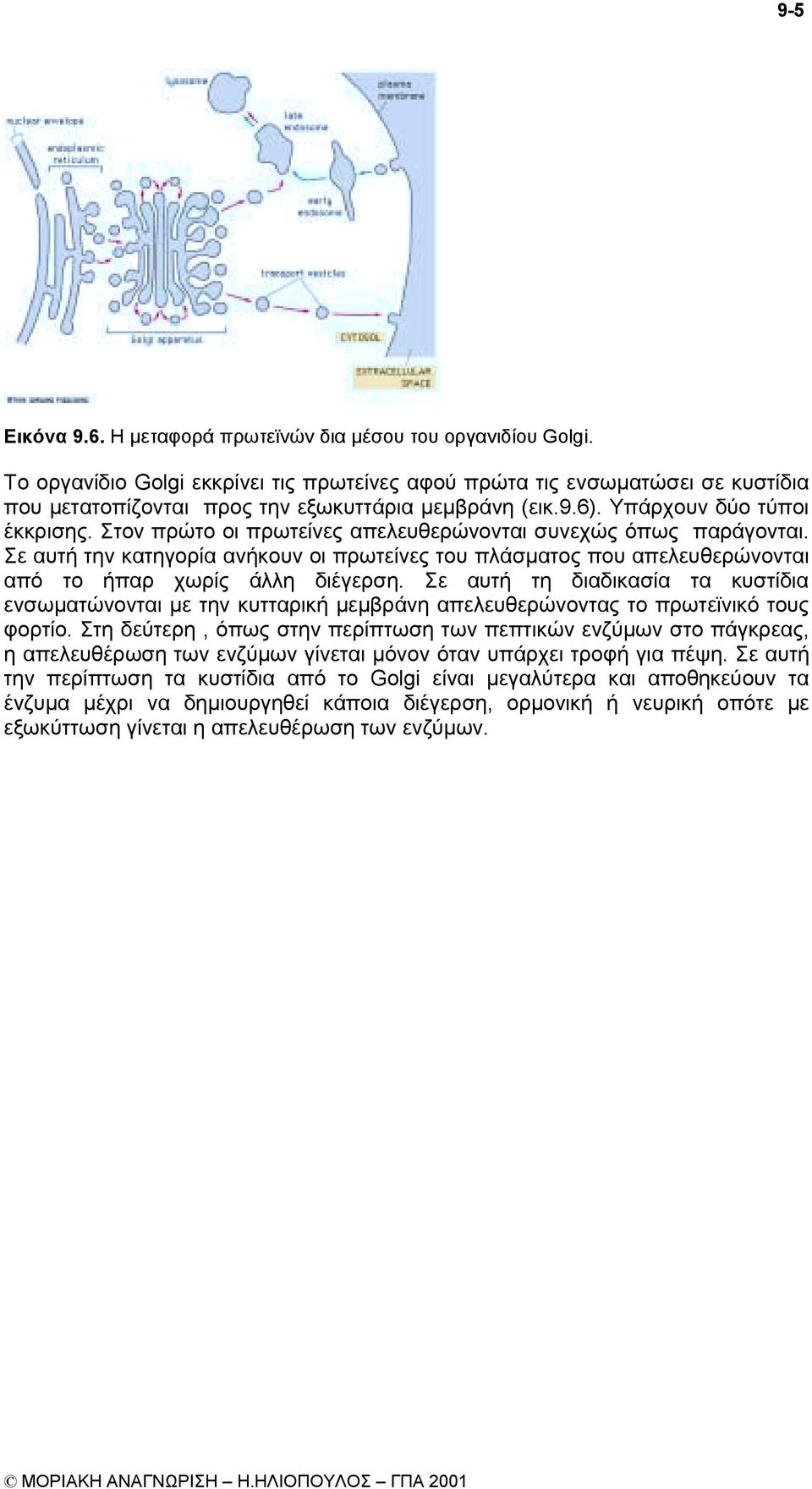 Στον πρώτο οι πρωτείνες απελευθερώνονται συνεχώς όπως παράγονται. Σε αυτή την κατηγορία ανήκουν οι πρωτείνες του πλάσµατος που απελευθερώνονται από το ήπαρ χωρίς άλλη διέγερση.