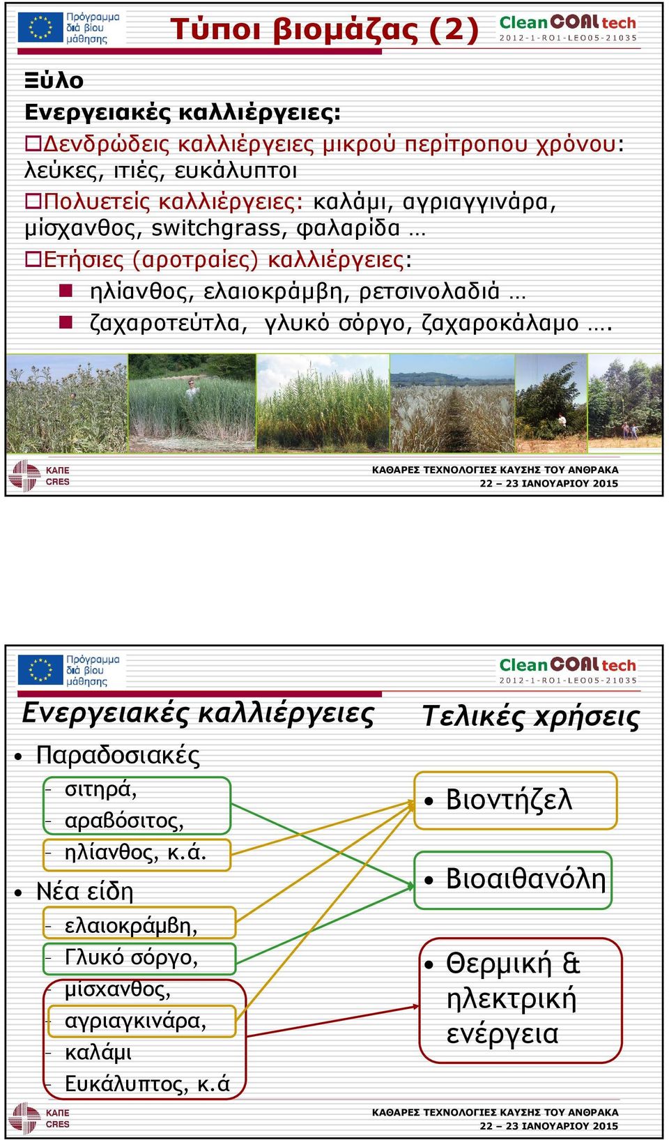 ρετσινολαδιά ζαχαροτεύτλα, γλυκό σόργο, ζαχαροκάλαµο.