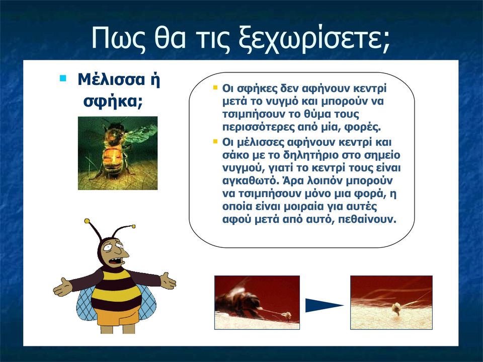 Οι μέλισσες αφήνουν κεντρί και σάκο με το δηλητήριο στο σημείο νυγμού, γιατί το κεντρί τους