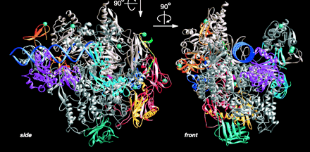U jedrima eukariota: RNK pol I, RNK pol II i RNK pol III (po 2 velike i 12 malih subjedinica) RNK pol u organelama RNK pol II transkribuje strukturne gene; RNK pol kvasca (RPB1-10; RPB1 sadrži CTD