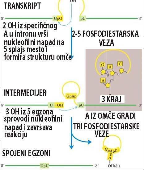 AUTOKATALITIČKA OBRADA RNK Obrada primarnog transkripta za rrnk kod Tetrahymena thermophila Ribozim Grupa I - introni sadrže niz (interni vodič)