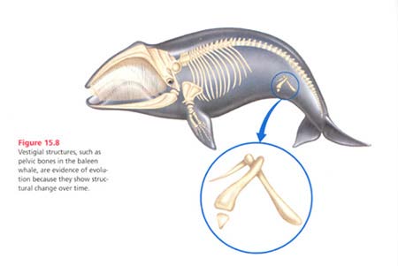 Τα οστά των κάτω άκρων στην φάλαινα είναι υπολειμματικά