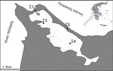 788 8ο Πανελλήνιο Συμποσιο Ωκεανογραφίας & Αλιείας ΕΙΣΑΓΩΓΗ Οι λιμνοθάλασσες είναι από τα παραγωγικότερα οικοσυστήματα με έντονη αλιευτική δραστηριότητα (KAPETSKY 1984) και χαρακτηρίζονται από