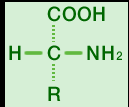 L-α-aminokiseline α ugljenik L-α-aminokis. D-α-aminokis.