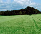 Zadebljana kost bez hrskavice koja je pokriva Osteofit Upaljena sinovijalna ovojnica Malo preostale