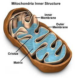 Mitocondriile Sunt organite celulare în formă de vezicule alungite sau de bastonaş; Numărul lor variază direct proporţional cu intensitatea activităţii celulare (în celulele hepatice sunt peste 1000