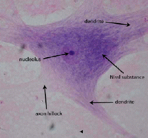Neurofibrilele şi corpusculii Nissl Sunt specifice celulelor nervoase ale animalelor; Neurofibrilele Reprezintă filamente fine care ţes o reţea în corpul neuronal si patrund in prelungirile sale;