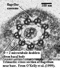 Sunt formaţi din membrană şi 11 perechi de microtubuli 9 perechi la periferie şi 2 în centru.