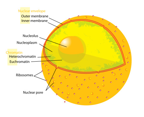NUCLEUL Este prezent în toate celulele eucariote cu excepţia eritrocitelor adulte şi a celulelor mature din fascicolele conducătoare lemnoase.