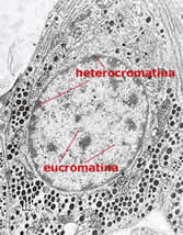 Cromatina Când celula nu se divide, cromatina prezintă regiuni laxe eucromatina şi regiuni mai dense heterocromatina.