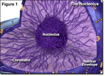 Nucleolii Sunt structuri rotunde ce se găsesc in nucleu şi au rol in formarea ribozomilor. Un nucleu poate conţine unul sau mai mulţi nucleoli. Au conţinut ridicat de acizi nucleici ARN şi ADN.