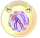 Profaza Cromatina se fragmentează şi se condensează formând cromozomii (vizibili la microscop). Dezorganizarea membranei nucleare şi a nucleolilor.