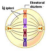 Metafaza Cromozomii ataşaţi prin centromer de fibrele kinetocorale se