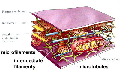 Citoscheletul Este format din microtubuli, microfilamente şi fibre