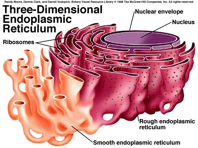 Reticulul endoplasmatic Este un sistem membranar de tuburi şi vezicule extins ca o reţea între membrana celulară si membrana nucleară.