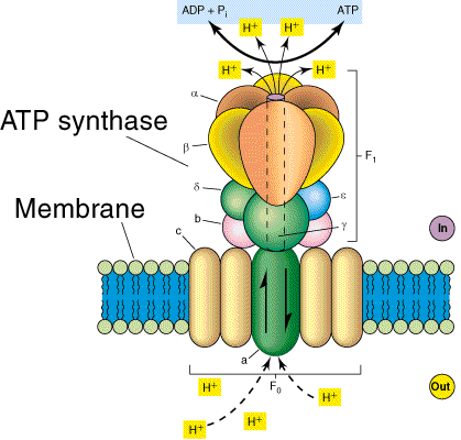 H F 1 F 0 ATPαση/συνθάση