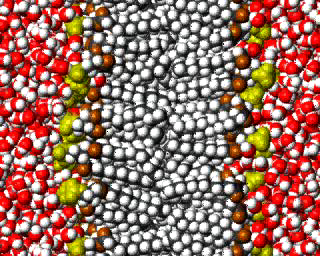 Ατοµικη κινηση στη θαλασσα των λιπιδιων (molecular dynamics simulation)! H2O!