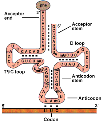 Το trna