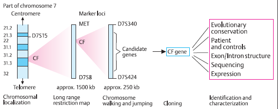 Κλωνοποίηση του γονιδίου που σχετίζεται με την κυστική ίνωση βάσει της χρωμοσωμικής του θέσης Χρωμόσωμα 7