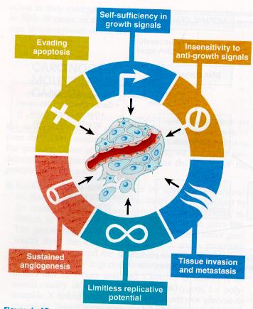 Χαρακτηριστικά γνωρίσματα του καρκίνου Αυτονομία σε μηνύματα ανάπτυξης Μη ανταπόκριση σε μηνύματα ανασταλτικά