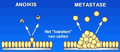 Αnoikis Στα νεοπλασματικά κύτταρα υπάρχει καταστολή της anoikis και αυτό είναι πιθανόν