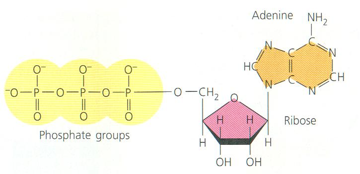 Τριφωσφορική αδενοσίνη (ΑΤΡ): Το βιομόριο της ενέργειας φωτεινή ενέργεια 6CO 2 + 6H 2 O + npi C 6 H 12 O 6 + 6O 2 + natp γλυκόζη