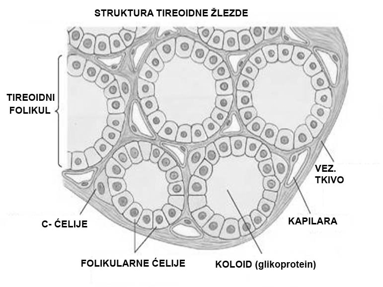 FUNKCJA TREODEJE Sekretorne jedinice tireoidne žlezde (folikuli) sadrže koloid: tireoglobulin (jodirani glikoprotein); male količine jodiranog tireoalbumina.