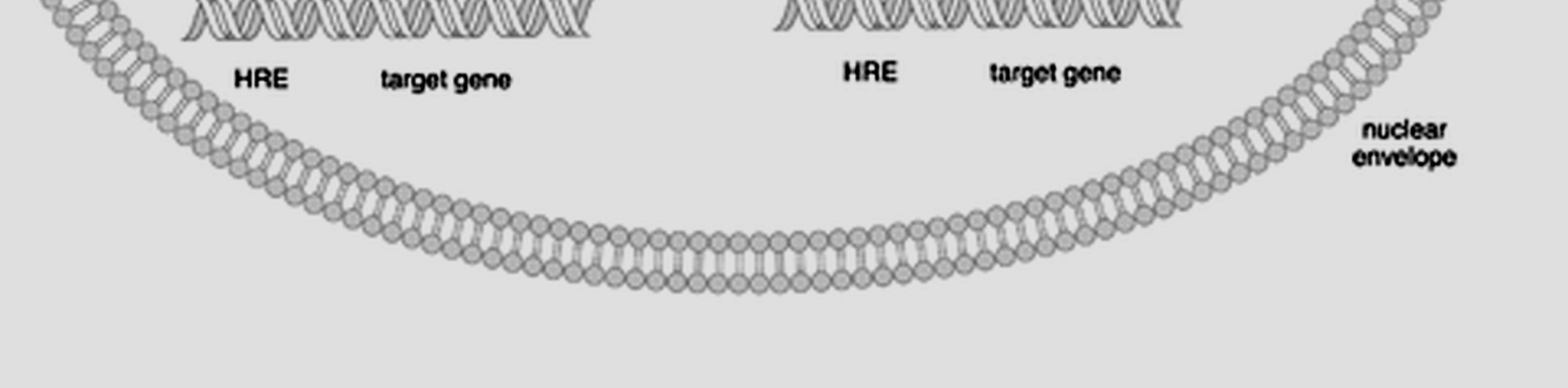 Mehanizam dejstva tireoidnih hormona Receptori za tireoidni hormone na jedru; afinitet za T3 je 10x veći nego za T4. Broj nuklearnih receptora - mali.