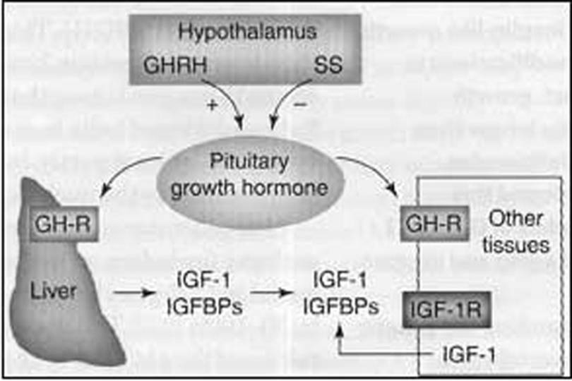 ADENOHPOFZN HORMON 1. Hormon rasta (GH) 2.Prolaktin (PRL) 3.Tireo-stimulirajući hormon (TSH) 4. Gonadotropini 5. ACTH Hormon rasta Kontrola izlučivanja GHRH, GHH (somatostatin).