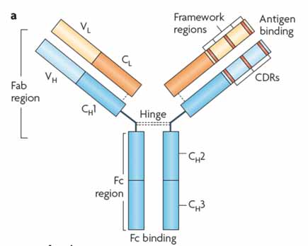 Δομή και λειτουργία των mabs Τόσο οι βαριές όσο και οι ελαφριές αλυσίδες έχουν: μια σταθερή περιοχή