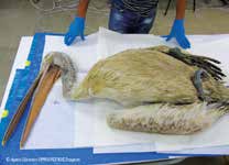 {eco news} Σε εκατόμβη νεκρών πουλιών έχει μετατραπεί η λίμνη-ταμιευτήρας Κάρλα στη Θεσσαλία, υγρότοπος διεθνούς σημασίας για την ορνιθοπανίδα και αποκαλούμενη «το μεγαλύτερο περιβαλλοντικό έργο των