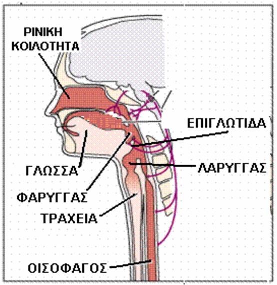 ΑΕΡΟΦΟΡΟΣ ΟΔΟΣ Η πορεία του αέρα Ο αέρας εισέρχεται στη ρινική κοιλότητα η οποία καλύπτεται από βλεννογόνο Η επιγλωττίδα κατεβαίνει και εμποδίζει την είσοδο της τροφής στο λάρυγγα Ο αέρας από το