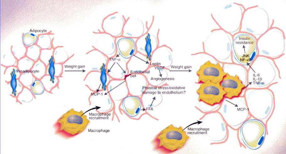 Η αύξηση του λιπώδη ιστού πυροδοτεί φλεγμονώδεις αντιδράσεις και