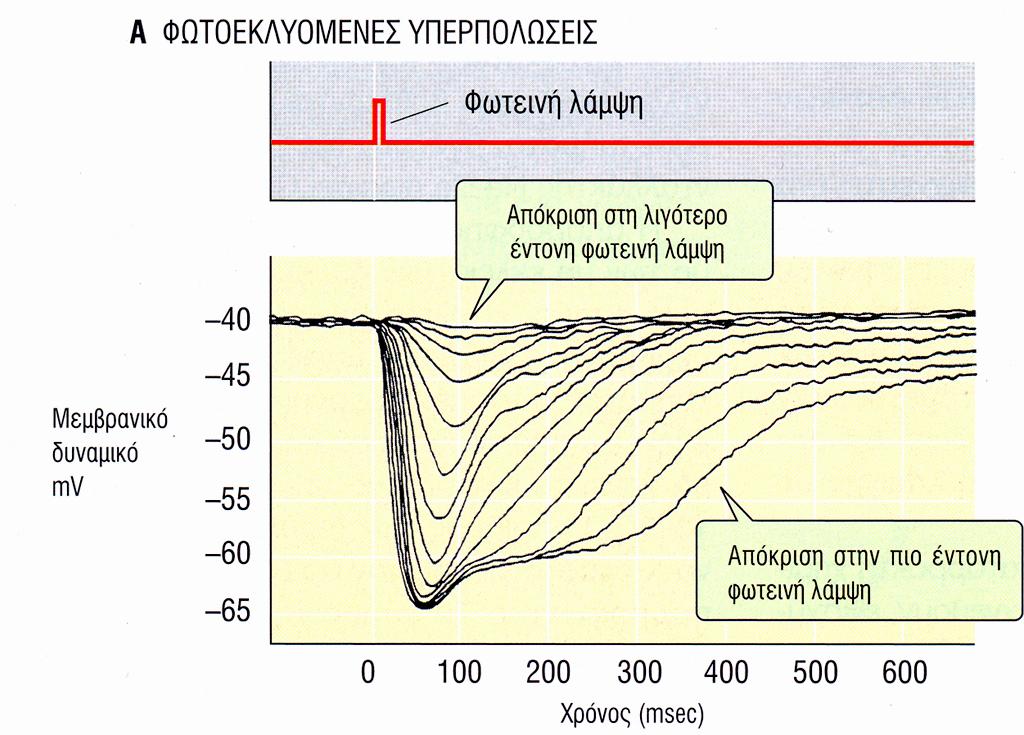 Δυναμικό