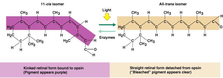 Chemistry of Visual Pigments Λοξι και αςτακισ μορφι, ςυνδζεται ομοιοπολικά με τθν οψίνθ.