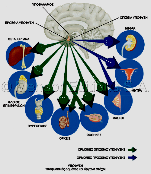 ΦΥΣΙΟΛΟΓΙΚΗ ΛΕΙΤΟΥΡΓΙΑ ΤΗΣ ΥΠΟΦΥΣΗΣ Είναι ο βασικός αδένας που ελέγχει και συντονίζει τη λειτουργία και δράση των περισσοτέρων ενδοκρινών αδένων, μέσω της παραγωγής διαφόρων ορμονών.