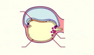 Εμβρυϊκή ζωή Εξώδερμα Αρχέγονα