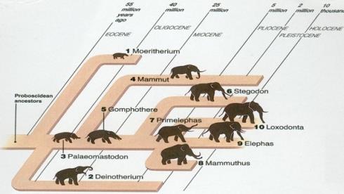 του Moeritherium και μέχρι εκείνη την εποχή τα προβοσκιδωτά περιορίζονται στην Αφρική.