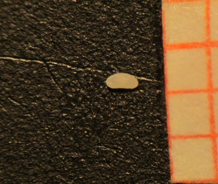 8)Cyprideis torosa, ανήλικο, εμπρόσθια όψη