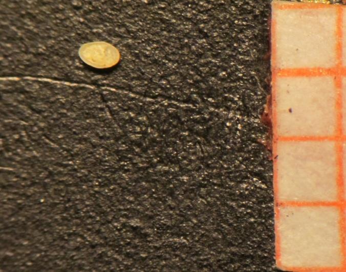 24) Fabaeriformis candona, εμπρόσθια όψη 25) Fabaeriformis candona, οπίσθια όψη